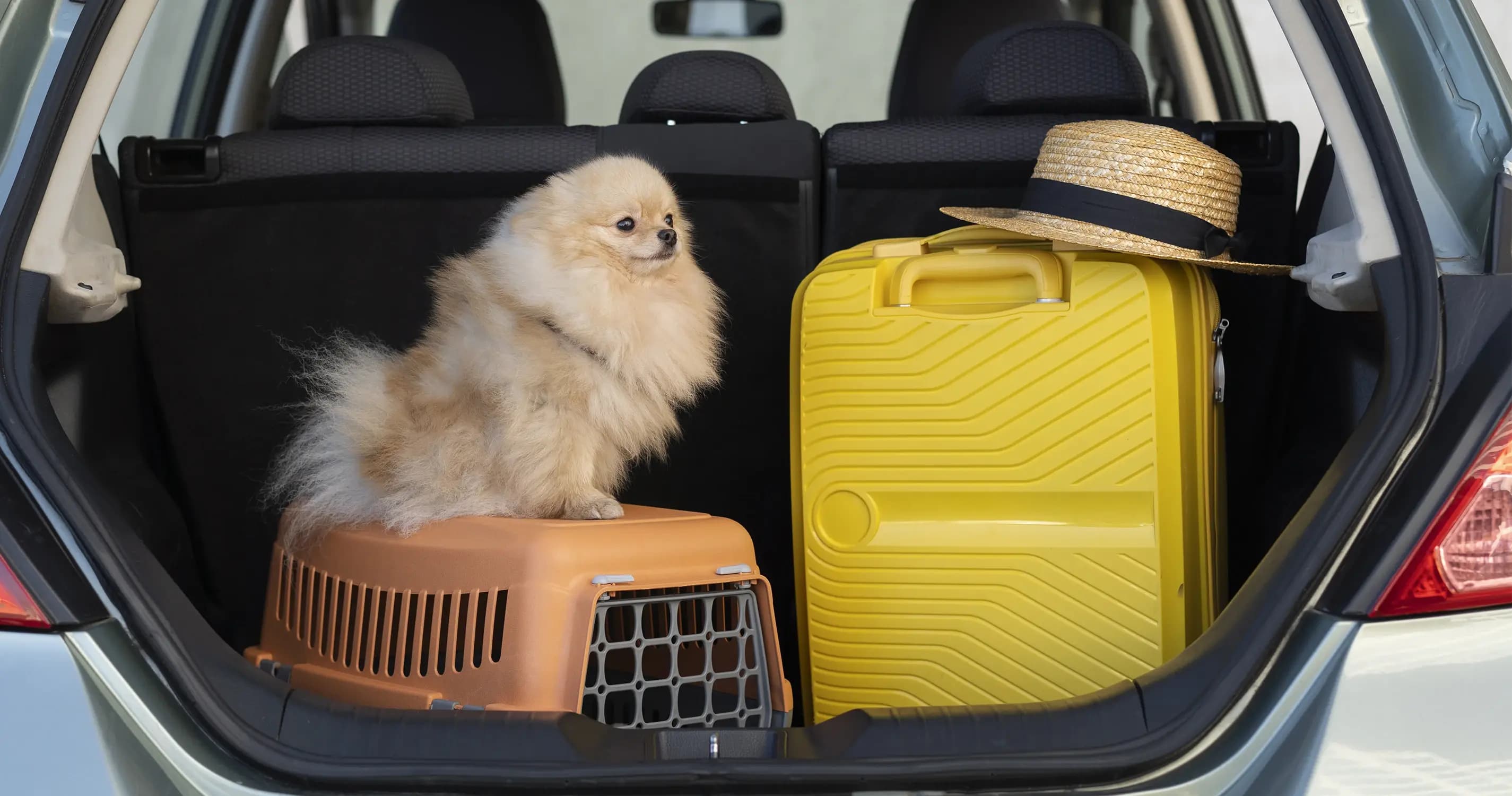 Sete dicas de como transportar seu cachorro no carro com segurança slide 1