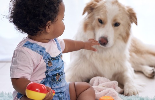 Meu bebê nasceu! vou ter que doar o animal de estimação?